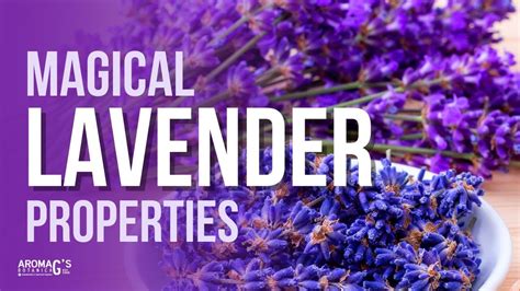 Magnum properties of lavendrt